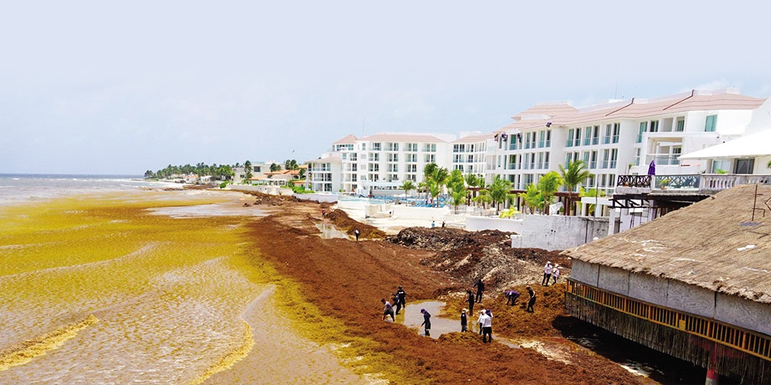LABORES de retiro de sargazo en Playa del Carmen, en junio pasado.
