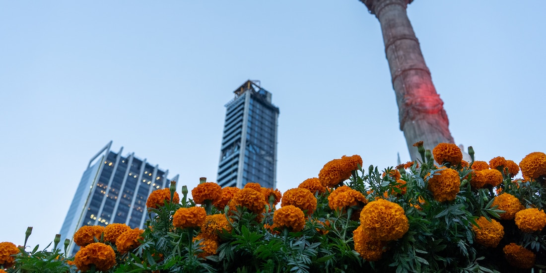 Colocan flor de cempasúchil sobre Paseo de la Reforma