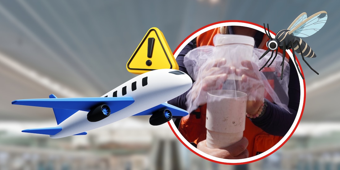 Activan monitoreo de mosquitos en el AICM