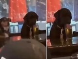 Un perro bebiendo cerveza sorprendió a los clientes de un bar