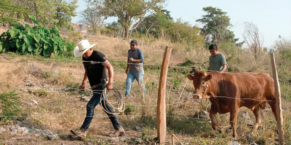 Ganaderos en Chiapas, el pasado 14 de enero del 2024.
