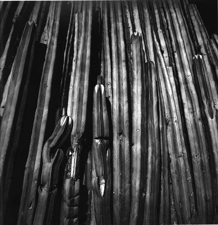 Ixmiquilpan (detalle), 1979.