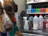 Sebastián, el perro "licenciado" en dar amor incondicional
