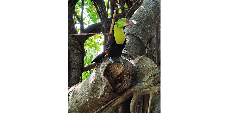 Tucán rescatado del cautiverio que ahora habita el aviario.