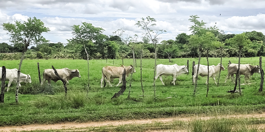 Aspecto de ganado mexicano, en imagen de archivo