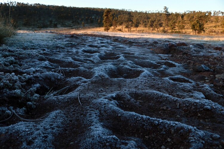 Imágenes de la deforestación en el bosque de Xalatlaco, donde, al igual que en muchas partes del país, las especies vegetales peligran por la tala inmoderada.