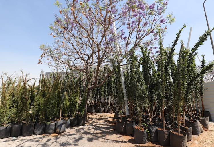 Especies en proceso de plantación.