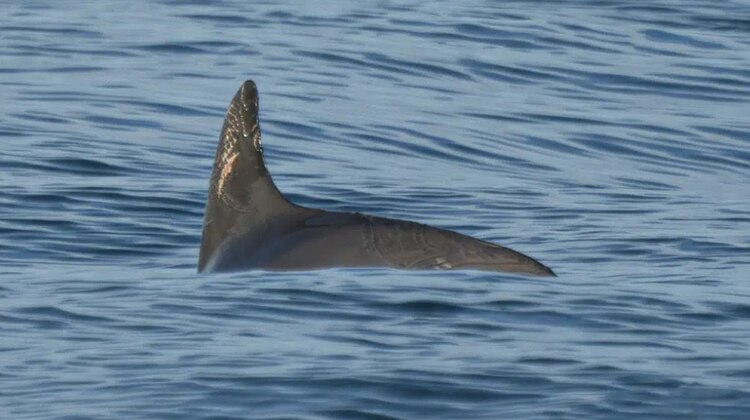 En esta fotografía cortesía de la sociedad de conservación de Sea Shepherd, una vaquita marina nada en el Golfo de California, en México.