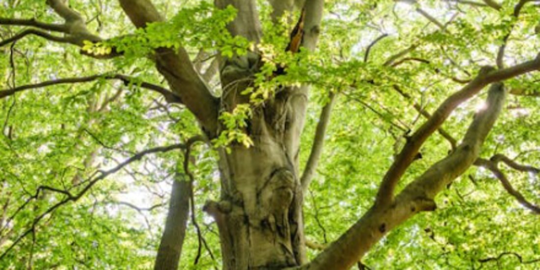 En la imagen ilustrativa, un árbol