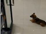 Perrito en las puertas del hospital esperando a su dueño fallecido por COVID-19