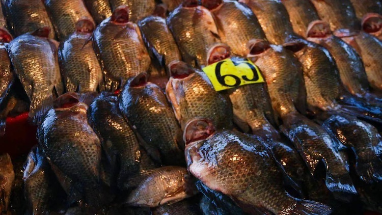 No existen contagios en humanos