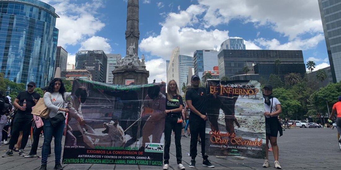 Colectivos animalistas partieron desde el Ángel de la Independencia.