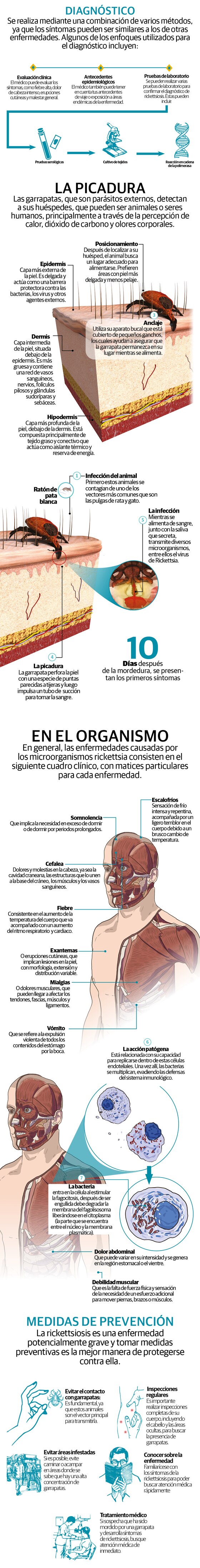 Rickettsiosis, la enfermedad poco conocida en México y que encendió las alertas