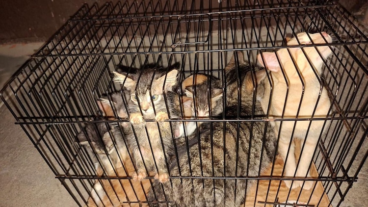Perros y gatos fueron hallados en entornos insalubres, según la FGE Michoacán.