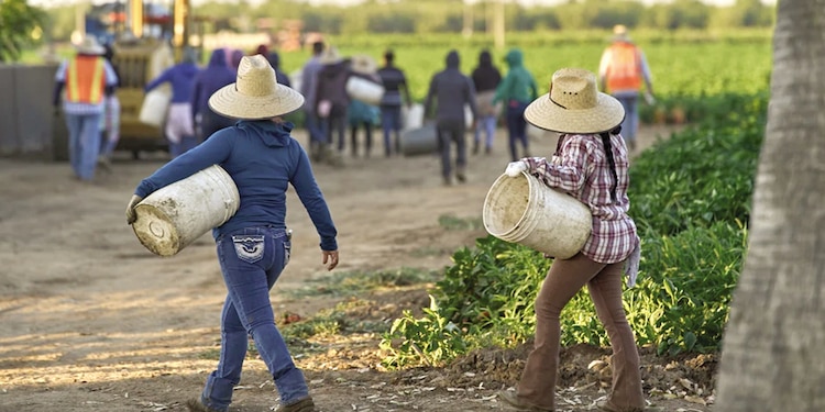Jornaleros migrantes se dirigen a los cultivos, el 18 de julio de 2025, en Fresno, California.