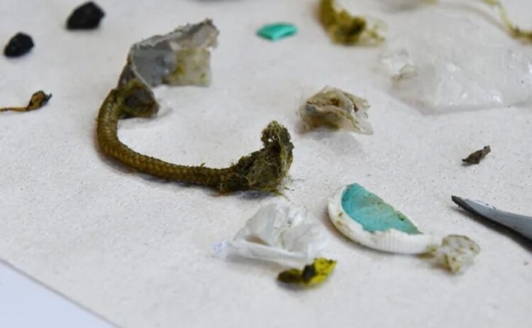 Plástico en la defecación de la tortuga marina rescatada.