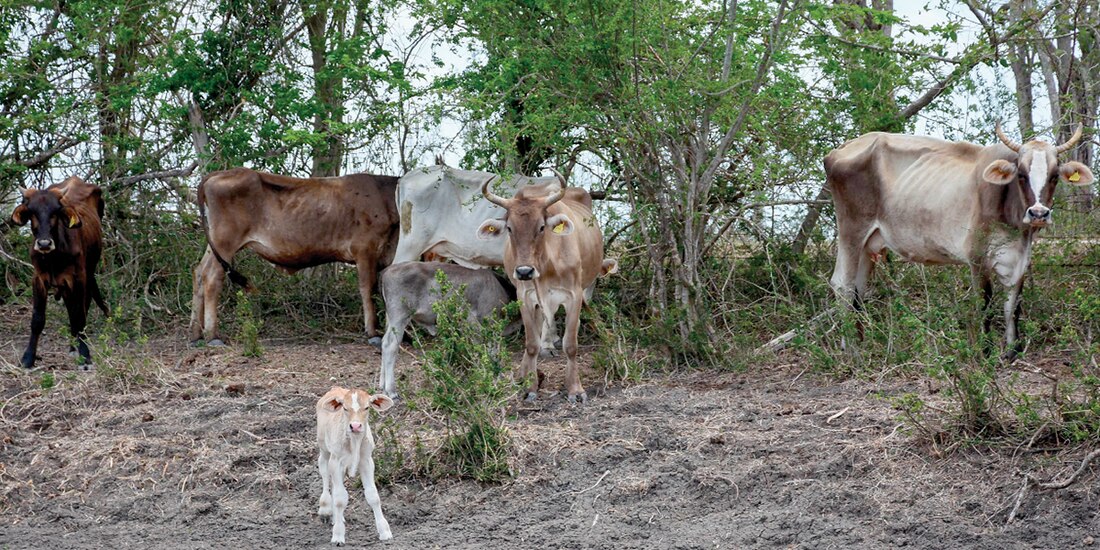 Ganado en una región entre Chihuahua y Sonora, en foto de archivo.
