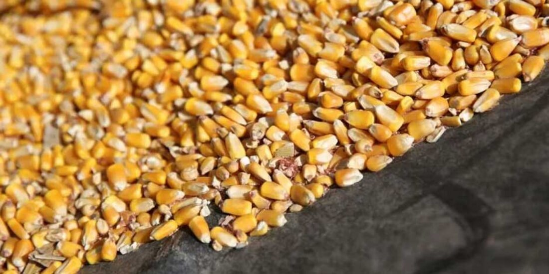 Reapertura de cruces ferroviarios de Texas frena pérdidas de maíz y soya: Consejo Nacional Agropecuario