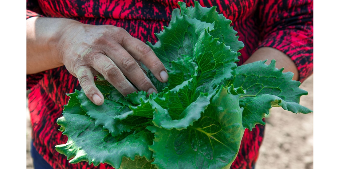 Achacan brote de cyclospora a cultivos de aquí