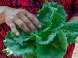Achacan brote de cyclospora a cultivos de aquí