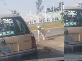 En redes se difundió el video donde se observa como un perro persigue un vehículo