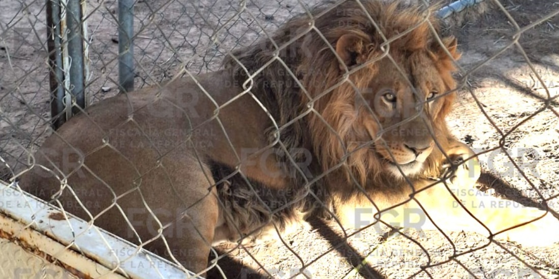 Un ejemplar de león africano asegurado tras cateo en San Luis Potosí.