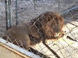 Un ejemplar de león africano asegurado tras cateo en San Luis Potosí.