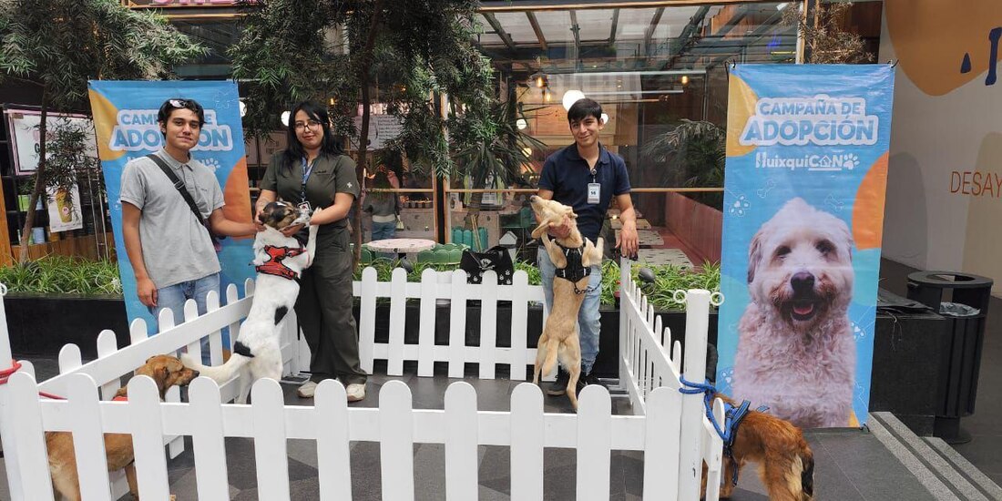 El centro "Huixquican" ofrece una segunda oportunidad a perros rescatados de las calles y el maltrato.