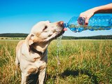 En la temporada de altas temperaturas, las mascotas se ven más expuestas a sufrir un golpe de calor, por ello en La Razón te traemos una serie de consejos para prevenirlo