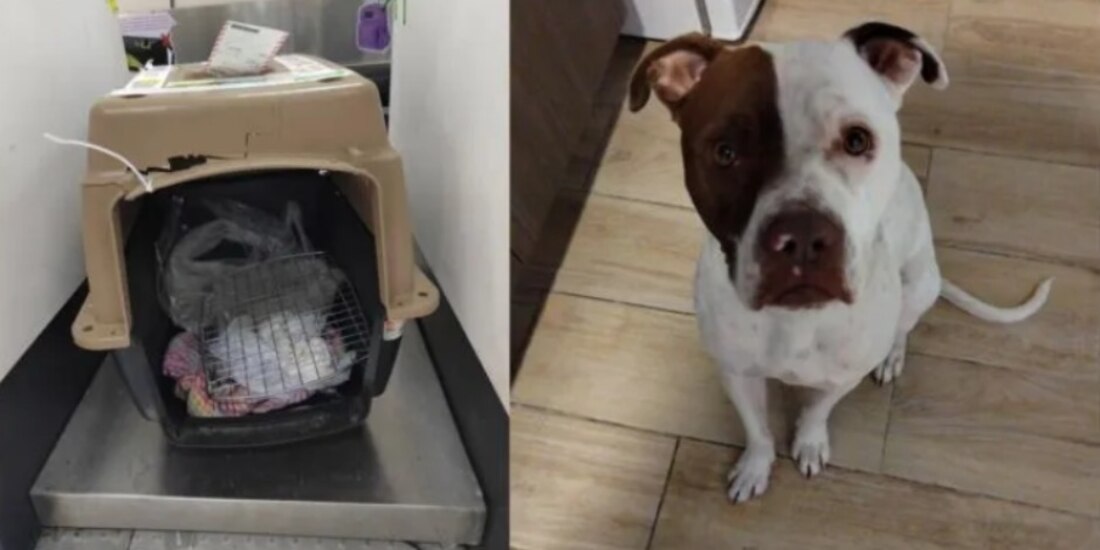 Entregan a perrita de pasajera... en otro vuelo y con caja rota.