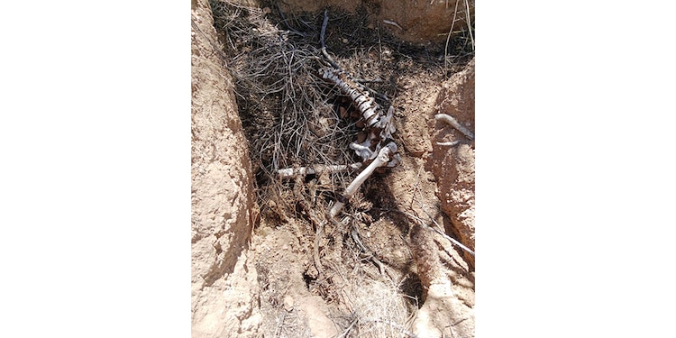 EL COLECTIVO Buscando a Jonás de Puerto Peñasco, durante sus tareas de rastreo de personas desaparecidas, en las que encontraron, entre el 11 y el 13 de marzo, restos óseos, prendas de vestir, lonas y hasta una argolla de matrimonio de oro.