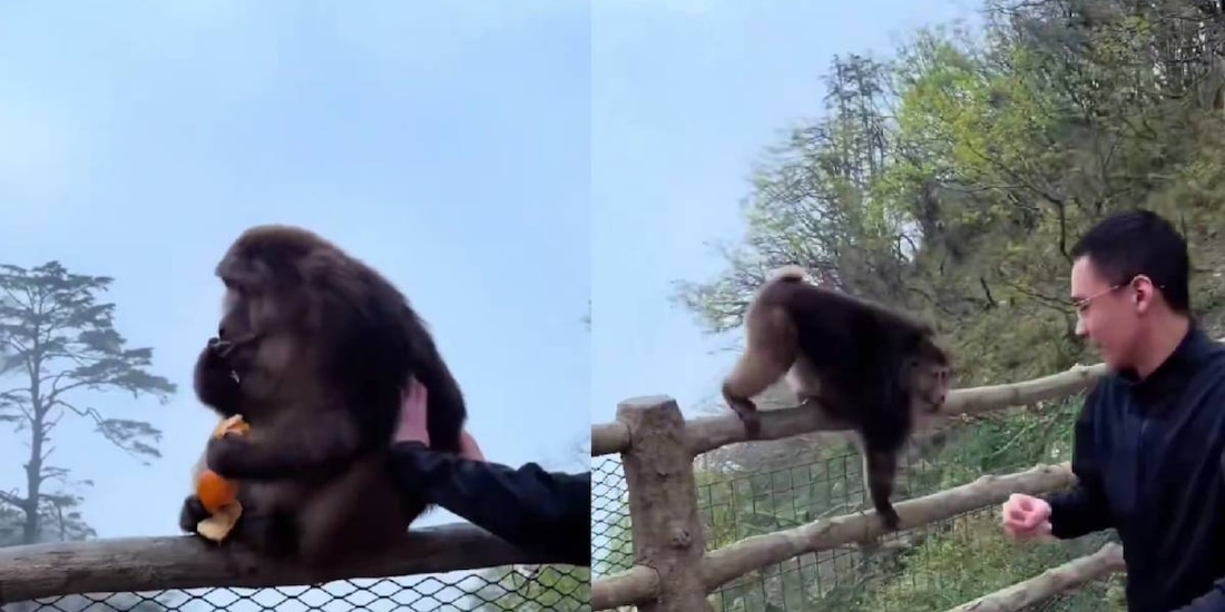Turista agrede a macaco en China