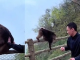 Turista agrede a macaco en China