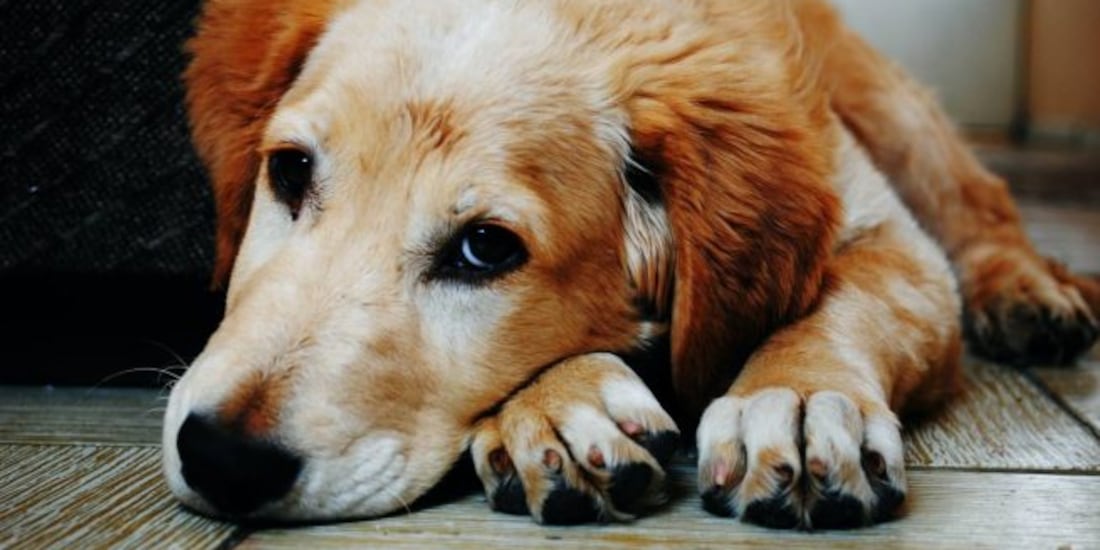 Estos perritos y gatitos abandonados tienen una segunda oportunidad.