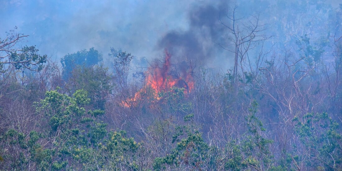 Hay 109 incendios forestales activos en México
