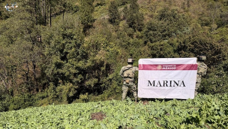 Elementos de la Secretaría de Marina