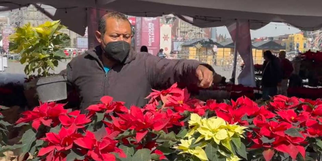 Claudia Sheinbaum dijo que las nochebuenas en venta son las mejores en el mundo