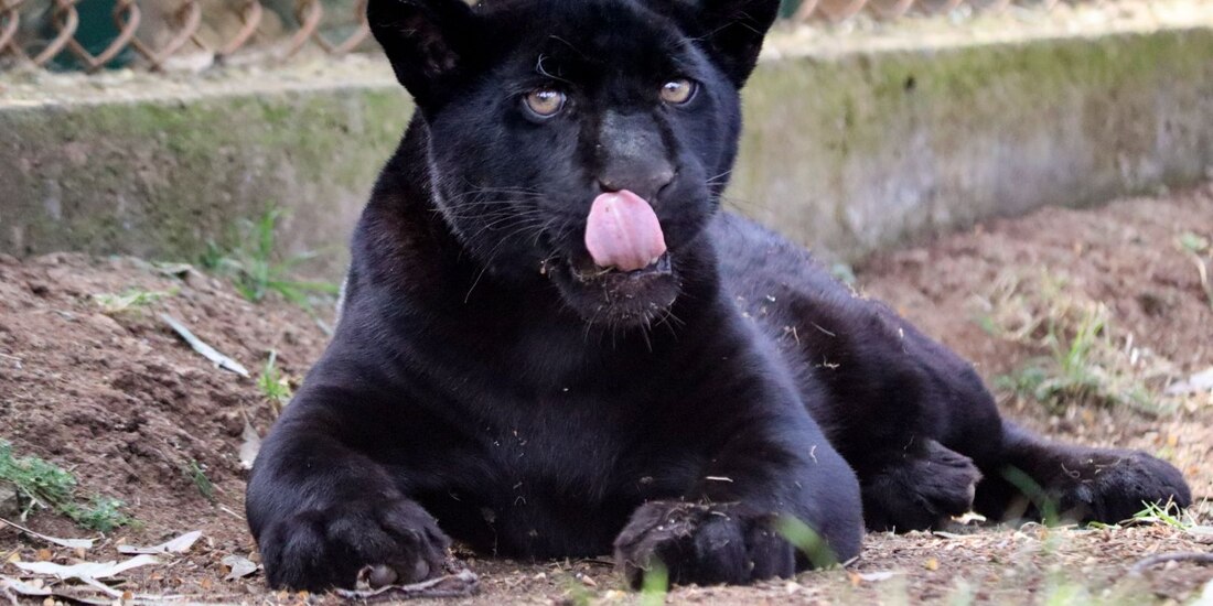 Ejemplar de Jaguar melánico.