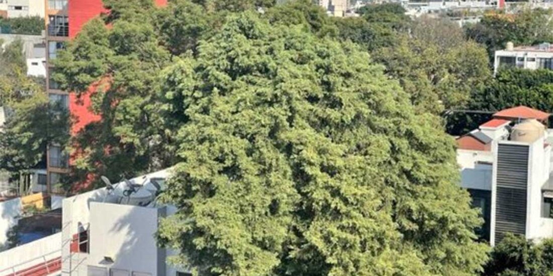 'Eugenio' se ubica en la Alcaldía Benito Juárez.