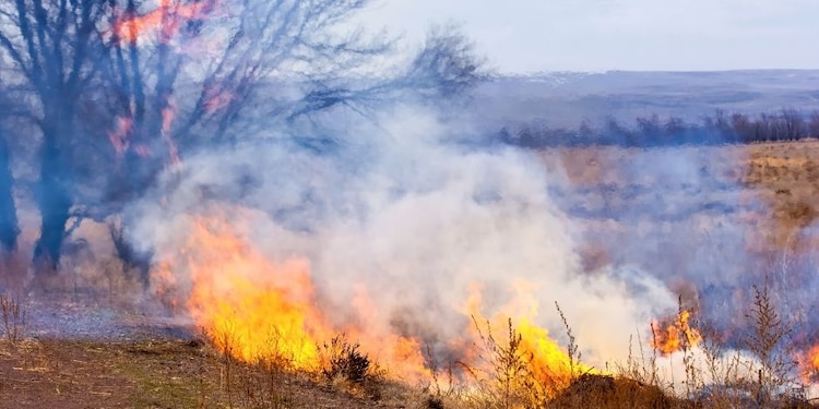 Los incendios recurrentes y de baja severidad ayudan al equilibrio ecológico.