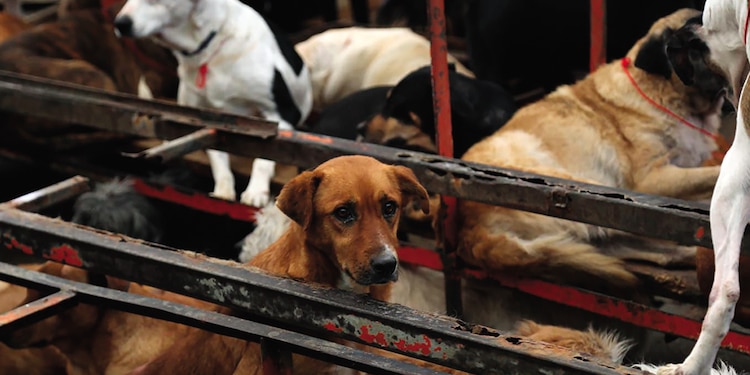 Perros hacinados en el Refugio Franciscano, ayer