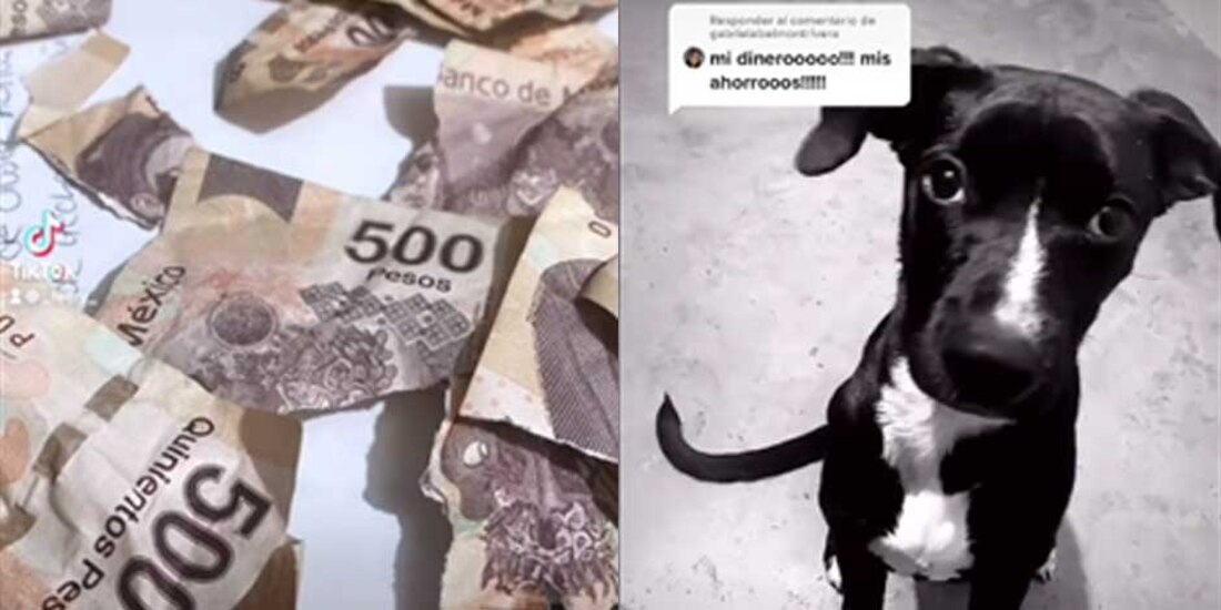 En la imagen, los billetes que el lomito de la derecha destrozó