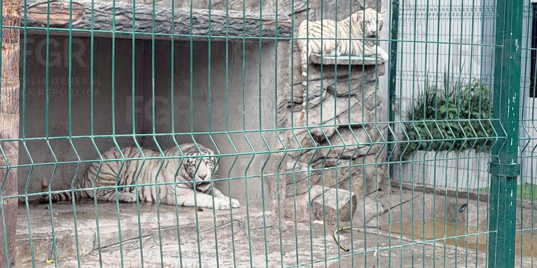 Aseguran dos tigres blancos en Durango