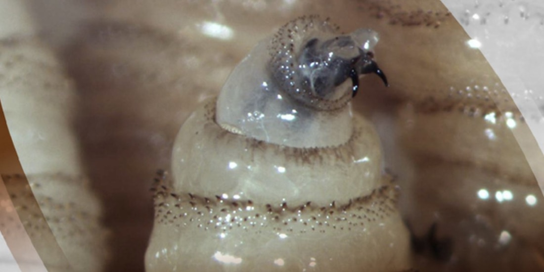 Alertan por más casos de miasis en humanos