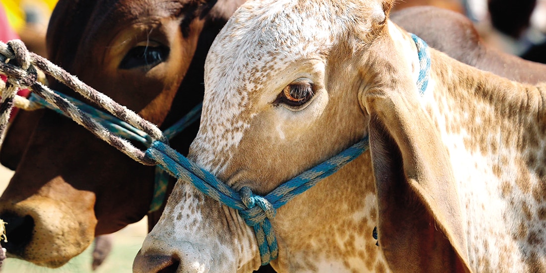 Para combatir la plaga, el Gobierno de México y Estados Unidos invirtieron más de 50 millones de dólares en una fábrica que produce moscas estériles en el sureste del país.