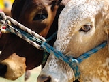 Para combatir la plaga, el Gobierno de México y Estados Unidos invirtieron más de 50 millones de dólares en una fábrica que produce moscas estériles en el sureste del país.