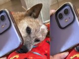 Perrito y dueño se despiden por videollamada.
