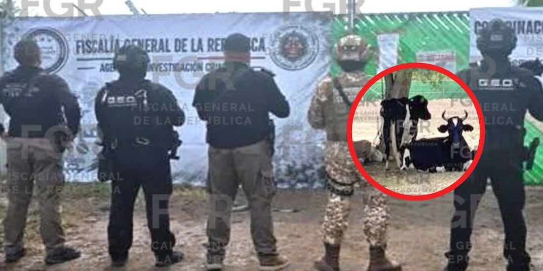 FGR y SSPC incautan 733 animales y 11 vehículos en cateos en cuatro estados