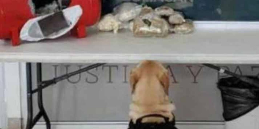 Guardia Nacional muestra el compresor abierto y los envoltorios de marihuana localizados.