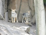 Los cachorros de lobo mexicano del Zoológico de Chapultepec ¡Ya tienen nombre!